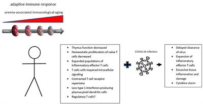 Uremia-Associated Immunological Aging and Severity of COVID-19 Infection